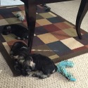 Seagle's Schnauzers