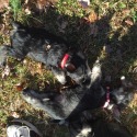 Seagle's Schnauzers