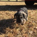 Seagle's Schnauzers