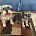 Seagle's Schnauzers