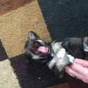 Seagle's Schnauzers
