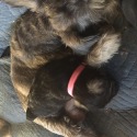 Seagle's Schnauzers