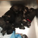 Seagle's Schnauzers