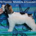 McDorable Miniature Schnauzers