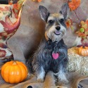 McDorable Miniature Schnauzers
