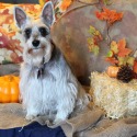 McDorable Miniature Schnauzers
