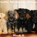 McDorable Miniature Schnauzers
