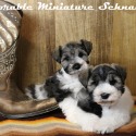 McDorable Miniature Schnauzers