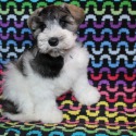 McDorable Miniature Schnauzers