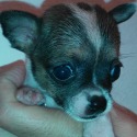AKC Chihuahua Puppies for Sale