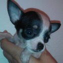 AKC Chihuahua Puppies for Sale