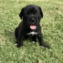 True Italian Cane Corso