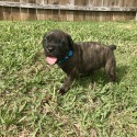 True Italian Cane Corso