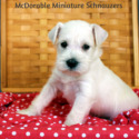 McDorable Miniature Schnauzers