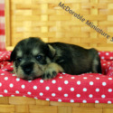 McDorable Miniature Schnauzers