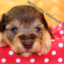 McDorable Miniature Schnauzers