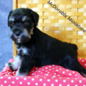 McDorable Miniature Schnauzers
