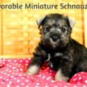 McDorable Miniature Schnauzers