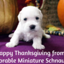 McDorable Miniature Schnauzers