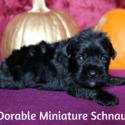 McDorable Miniature Schnauzers