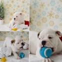 virtualdogshop