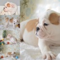 virtualdogshop