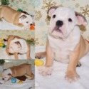virtualdogshop