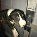 Bull terriers