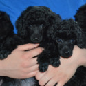 Jodinas Precious Poodles