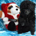 Jodinas Precious Poodles