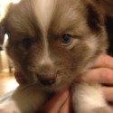 our pomsky's