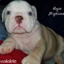 English Bulldogs of Royse Highlands
