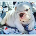 English Bulldogs of Royse Highlands