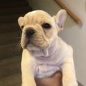 Kim's french bulldogs
