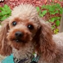 Maria's Red Poodles