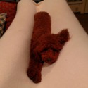 Maria's Red Poodles