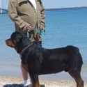 Rivertown Rottweilers