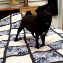 907 pugs