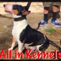 All in Kennels Mini Bull Terriers