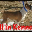 All in Kennels Mini Bull Terriers