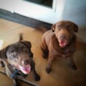 Labradors de Tucson