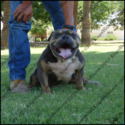 ARIZONAS BEST-KING OF BULLYS Home to the Best Bred American Bullys l Short & Heavy Pitbull Terriers