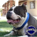 ARIZONAS BEST-KING OF BULLYS Home to the Best Bred American Bullys l Short & Heavy Pitbull Terriers