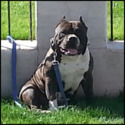 ARIZONAS BEST-KING OF BULLYS Home to the Best Bred American Bullys l Short & Heavy Pitbull Terriers