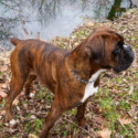 Firefly Euro Boxers