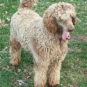 Brewer's Poodles and Labradoodles