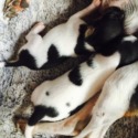 puppies for sale