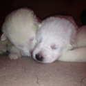 Bella Neve Shepherds
