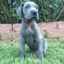 Dynasty Danes