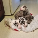 House of Henry Great Danes